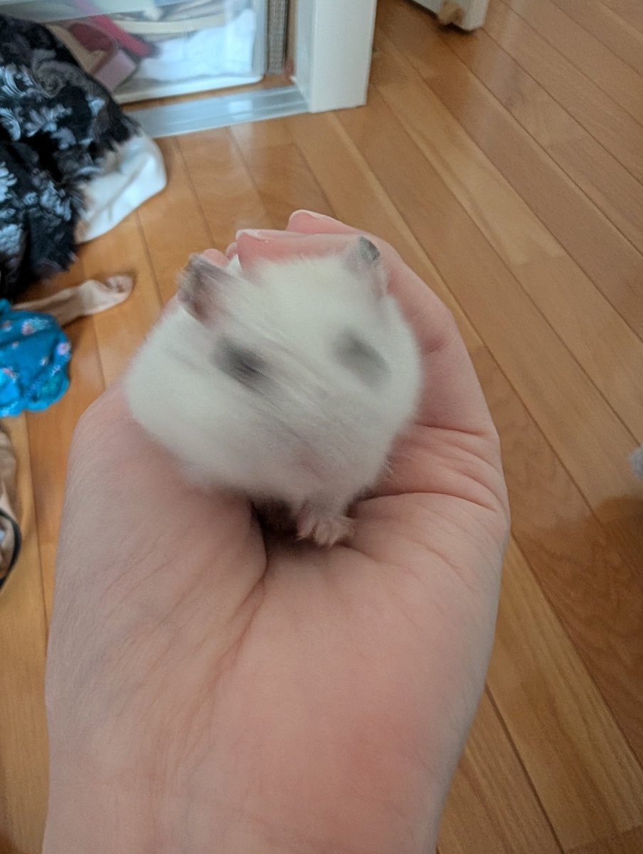 たまちゃんはヤンチャなのでカメラが追いつけない 今日もげんき