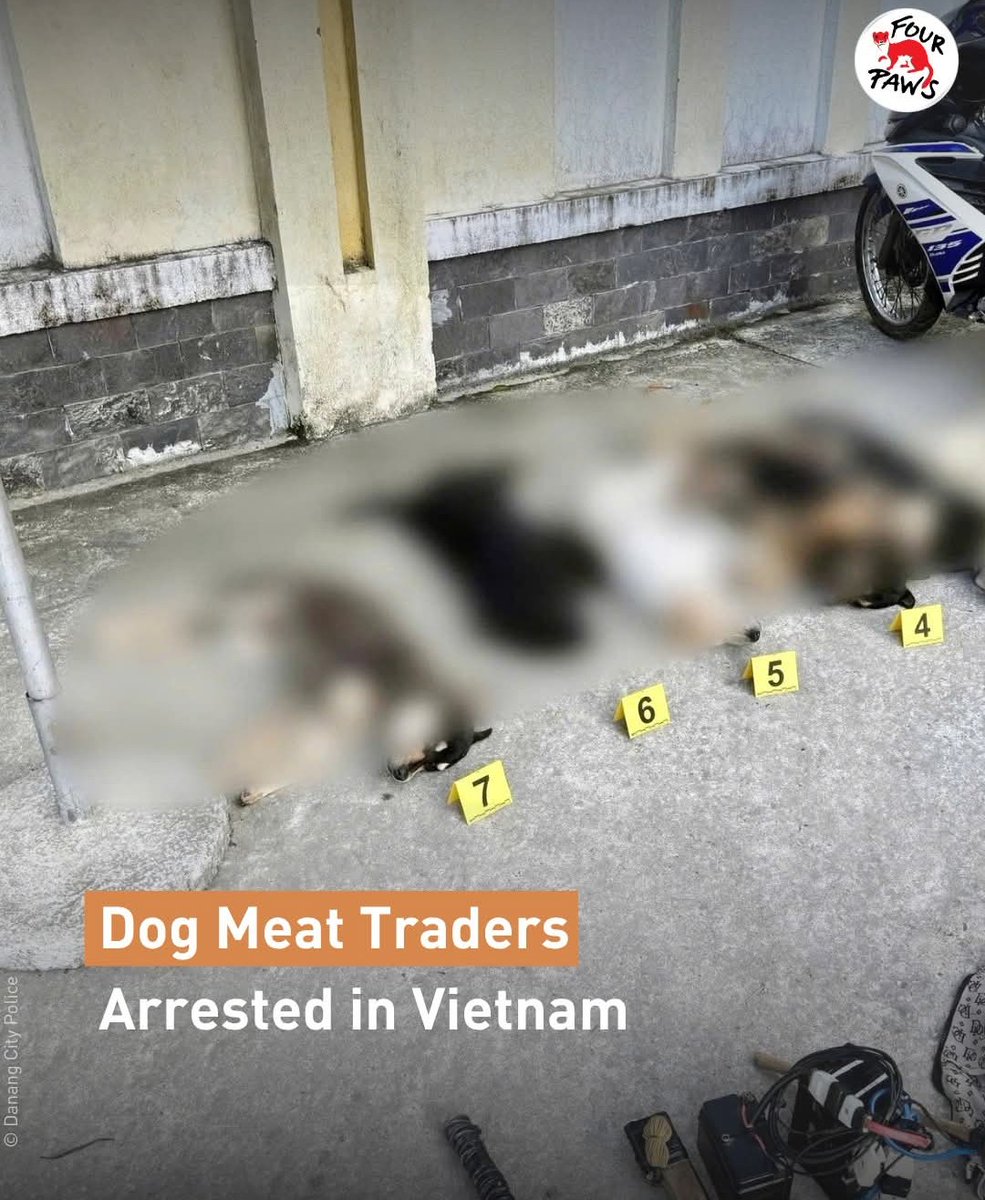 SaveKoreanDogs tweet media