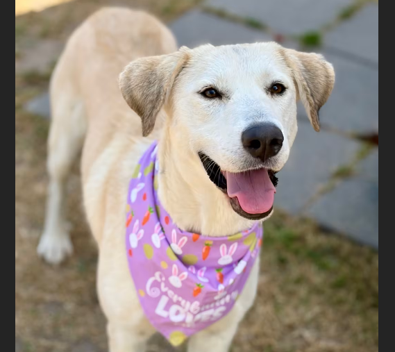 HollywoodDogs's tweet photo. At a critically overcrowded shelter in #Bastrop, #TX, Lady Tremaine-- a 2-year-old Labrador Retriever/Great Pyrenees who is "100% sweetness"-- needs a forever home, a foster home, or rescue https://t.co/CXtUB8fySk #URGENT #LabradorRetriever #GreatPyrenees #AdoptableDogofDay πΆ https://t.co/PYvWyMy7La