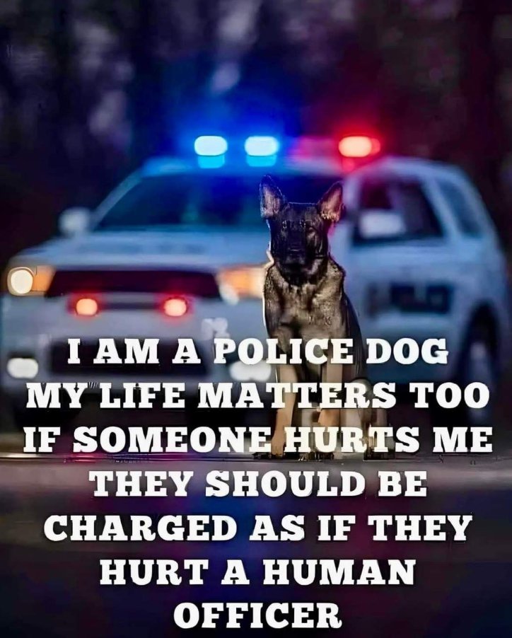 Best in Dogs tweet media