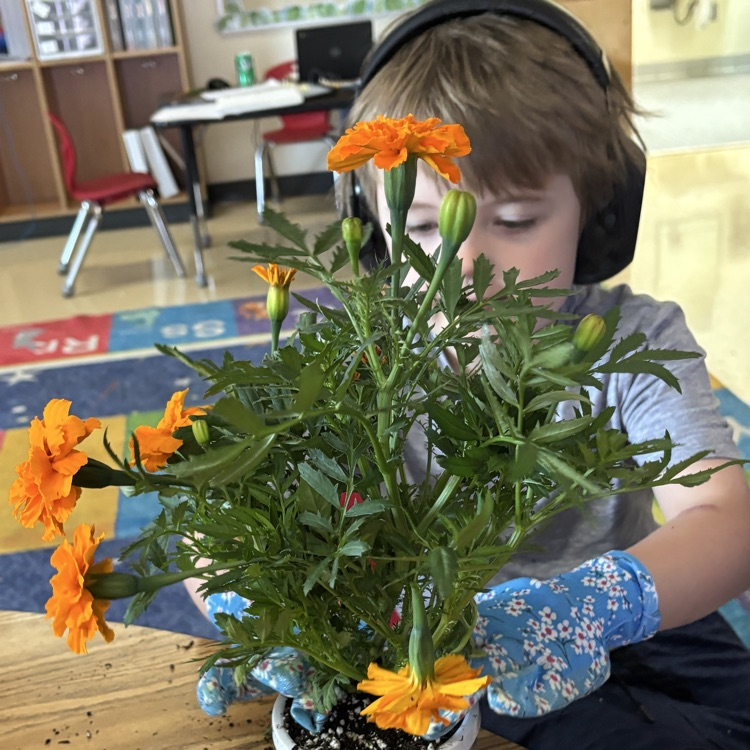 OESMustangs's tweet photo. Ms. Henson's students planted their Mother’s Day flowers today! https://t.co/tvYpCaoVpd