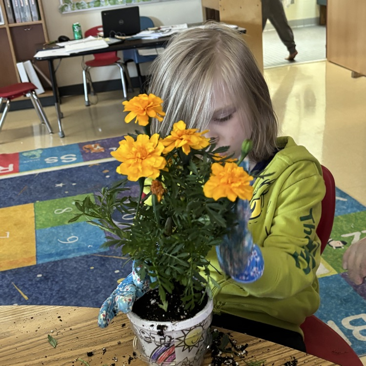 OESMustangs's tweet photo. Ms. Henson's students planted their Mother’s Day flowers today! https://t.co/tvYpCaoVpd