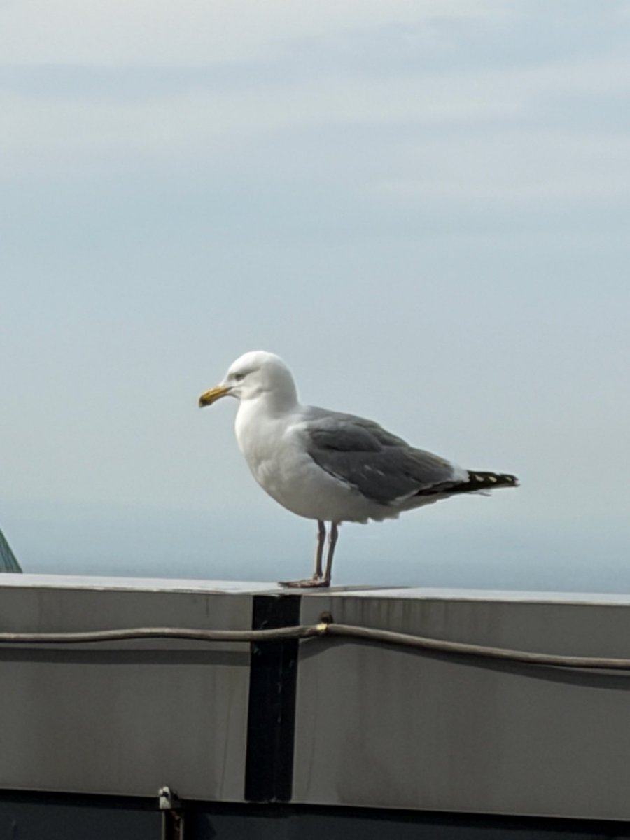 spuds162's tweet photo. @artlisa84 Met this guy on the road of my building last week https://t.co/pldA4cnM68