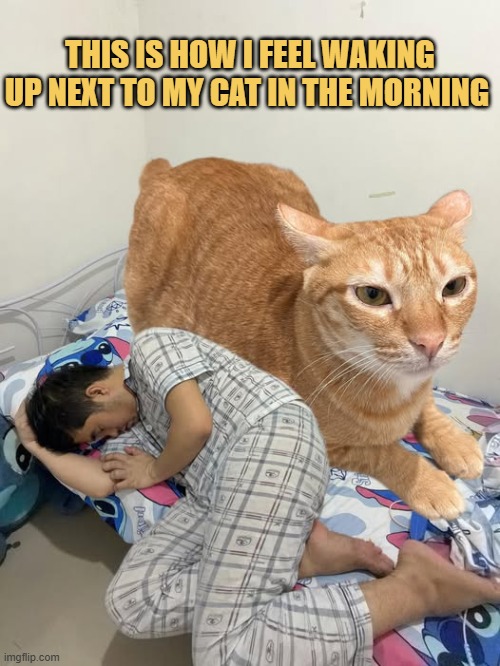 PicturePunches's tweet photo. #memes #funnypicture https://t.co/FZtn7Elsc8