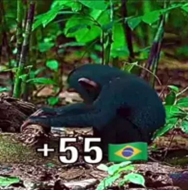 MemesdeCadeia4's tweet photo. https://t.co/H9ErwTNDue