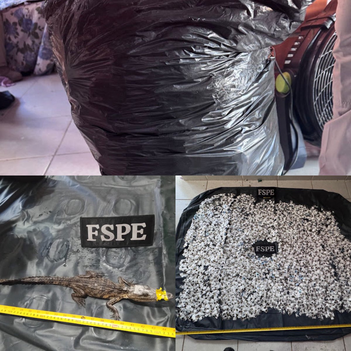 edgarfabianvf's tweet photo. El GIO de @gobgente desmanteló un presunto punto de venta de droga en #Silao tras un operativo entre #FSPE, #Ejército y #GuardiaNacional.
Tres hombres fueron detenidos con armas,cartuchos,un caimán y 18 mil dosis de drogas.
Los imputados ya fueron vinculados a proceso penal. https://t.co/LYL3vlicQZ