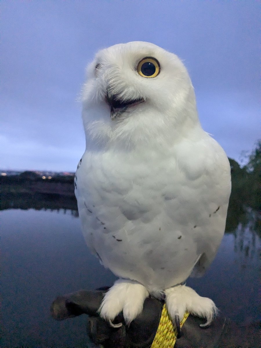 wattan0214's tweet photo. Morning walk 🦉✨
朝さんぽ
#シロフクロウ #snowyowl #fluffy #birdlovers #feathery #cute https://t.co/tBxVZGfrxy