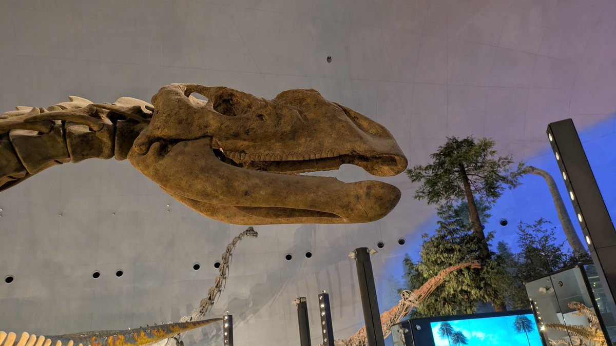 KJpdino7000's tweet photo. #金曜日だから化石貼る
#FossilFriday
#FPDM のムッタブラサウルス。これまではイグアノドンの様な頭部に復元されていた彼等の頭部ですが、新たに発見された標本により前上顎骨歯を5対生やした先細りした形をしていたことが判明しました。
この骨格もいつしか、頭骨の形が変わるかも知れませんねぇ。 https://t.co/ZfO1G6qSMJ