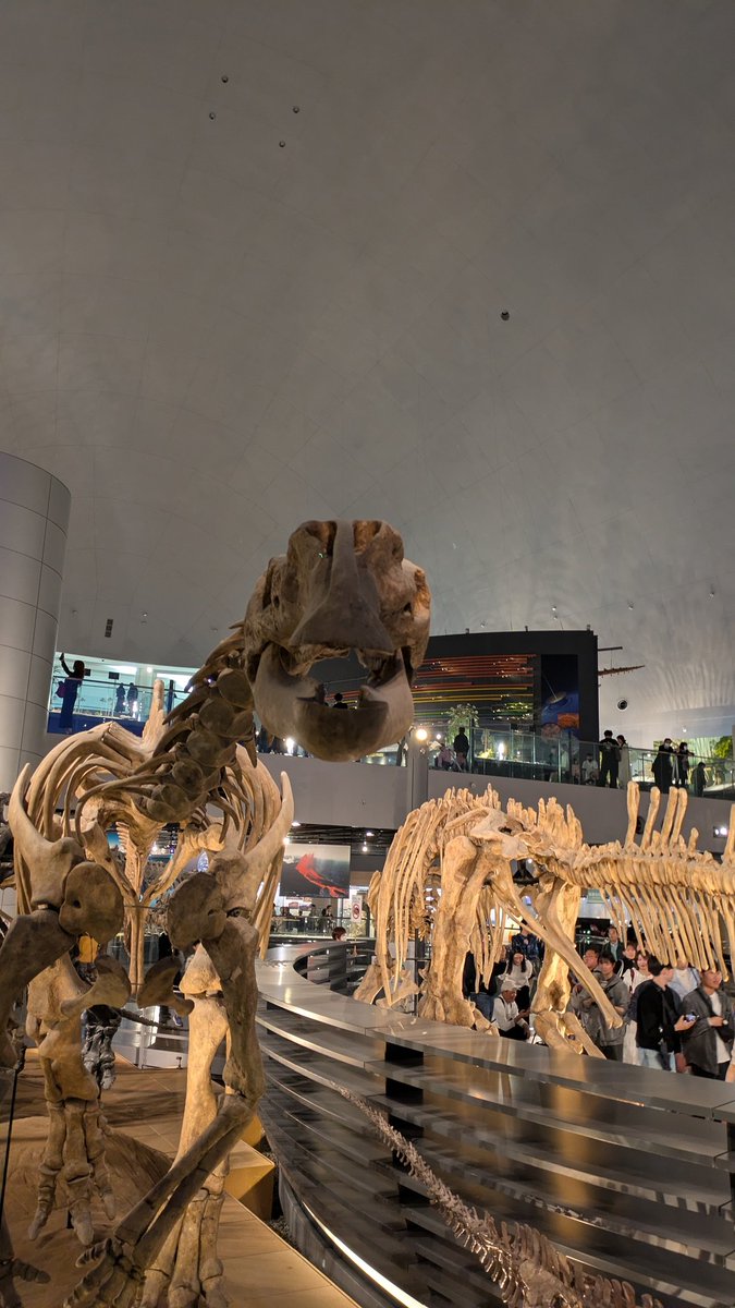 KJpdino7000's tweet photo. #金曜日だから化石貼る
#FossilFriday
#FPDM のムッタブラサウルス。これまではイグアノドンの様な頭部に復元されていた彼等の頭部ですが、新たに発見された標本により前上顎骨歯を5対生やした先細りした形をしていたことが判明しました。
この骨格もいつしか、頭骨の形が変わるかも知れませんねぇ。 https://t.co/ZfO1G6qSMJ