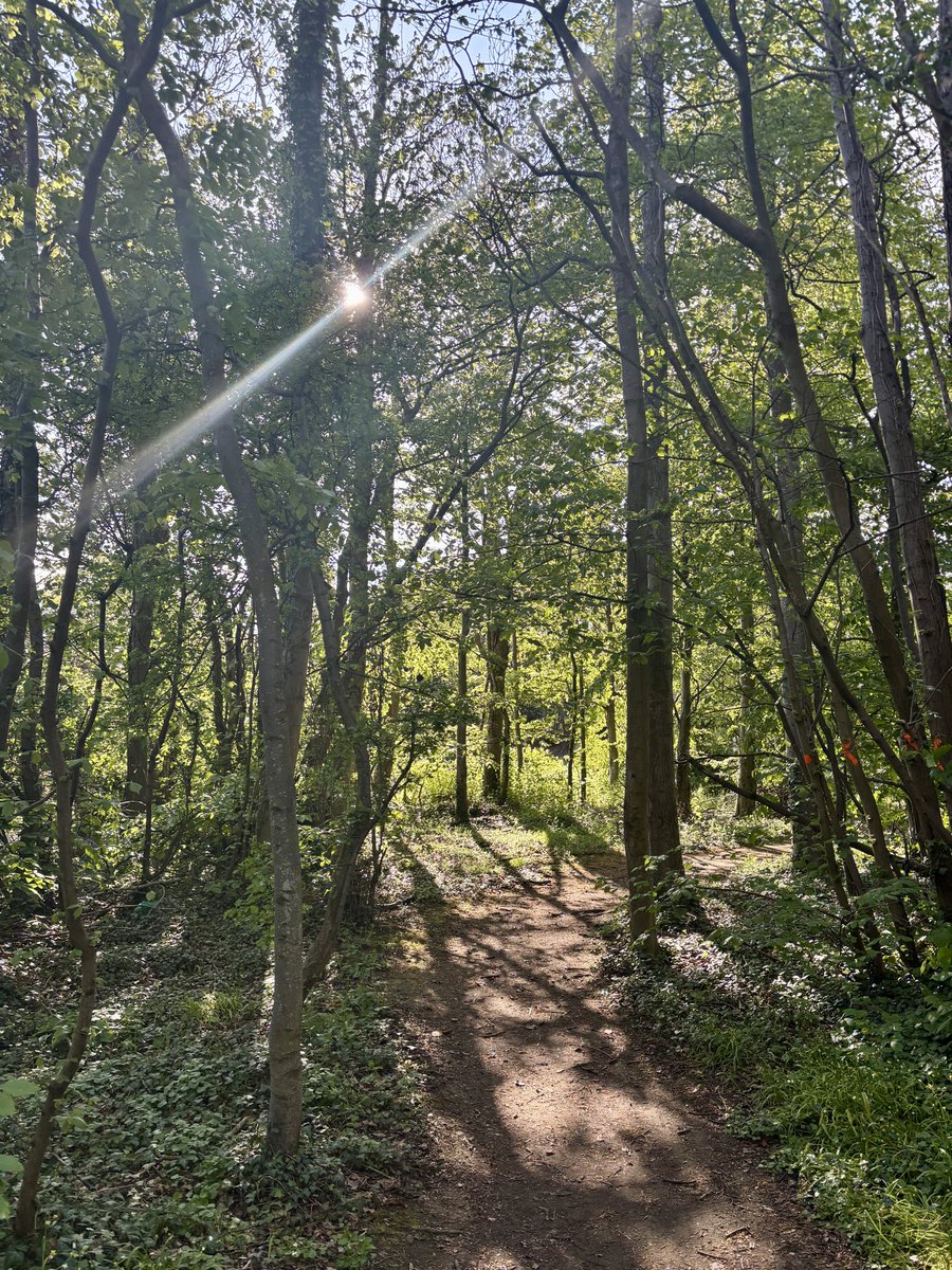 DocFiBrown's tweet photo. Forest bathing this evening https://t.co/plbquhNrk4