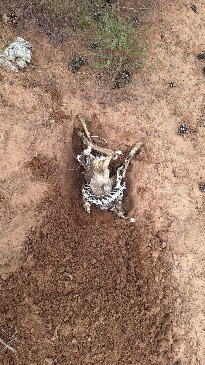 bjorn_brother's tweet photo. Some cruel farmer hung the corpse of this Coyote on a branch to humiliate him in death, I cannot bear dishonor of noble beasts, I bury him. https://t.co/KgEjFzSL1i