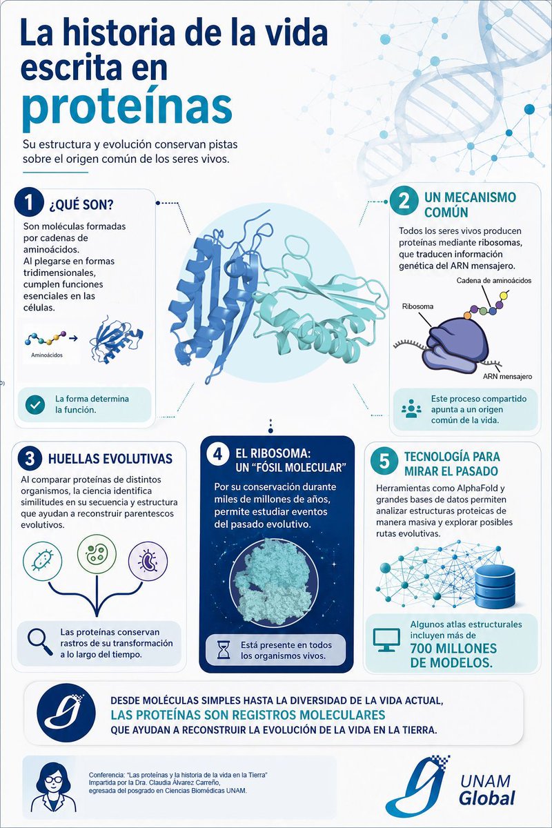 UNAM_MX's tweet photo. Las proteínas conservan huellas de su transformación a lo largo del tiempo y permiten reconstruir parentescos evolutivos entre los seres vivos. Conoce más en esta infografía de @unamglobal > https://t.co/vJgUSKyp65 https://t.co/2rhSqDRQsP
