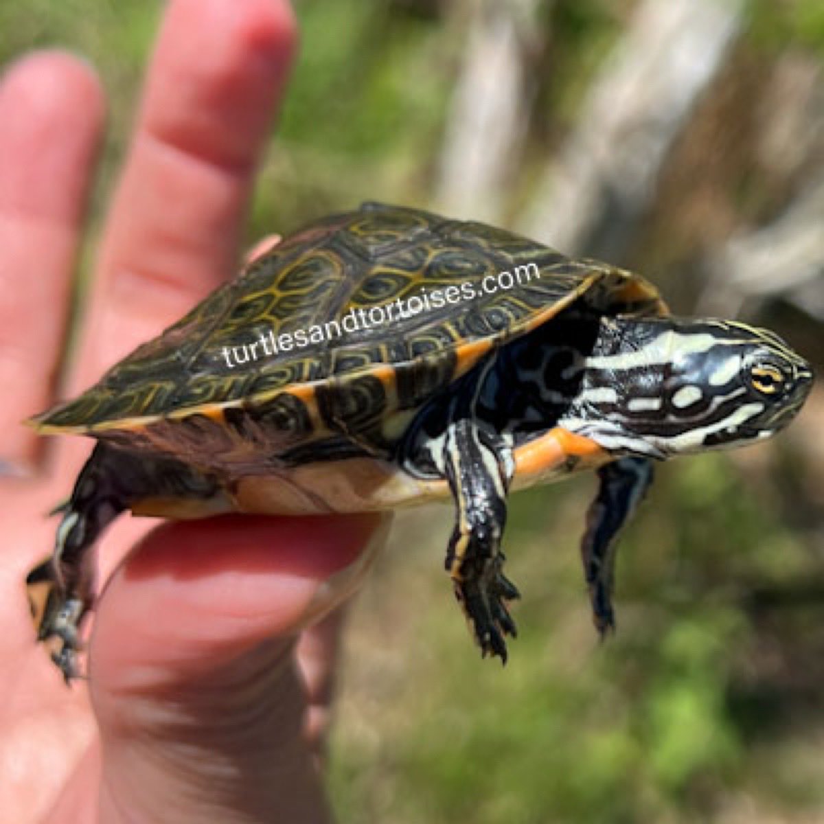 JayFrewer's tweet photo. Rio Grande Cooters (Pseudemys gorzugi)
.
.
#RioGrandeCooters  #Pseudemysgorzugi  #photooftheday #turtlesandtortoisesinc https://t.co/Dyz4TfX9Ts