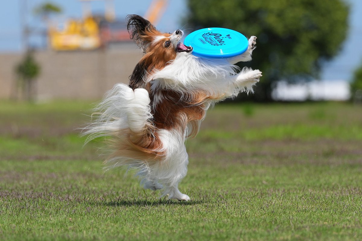 goddog10000's tweet photo. 【Disc遊び】
飛びつきミスったけどキャッチした🤩
SONY α1Ⅱ+70-200mm F2.8 GMⅡ
F4.5 SS 1/2000秒
#これソニーで撮りました #α1II #α1M2 #SEL2470GMII #SEL2470GM2
#70200gmII #望遠レンズ #GMレンズ #パピヨン #papillo #犬 
#ディスクドッグ #discdog #フリスビードッグ #frisbeedog #flyingdisc https://t.co/C8ZccPHLjp