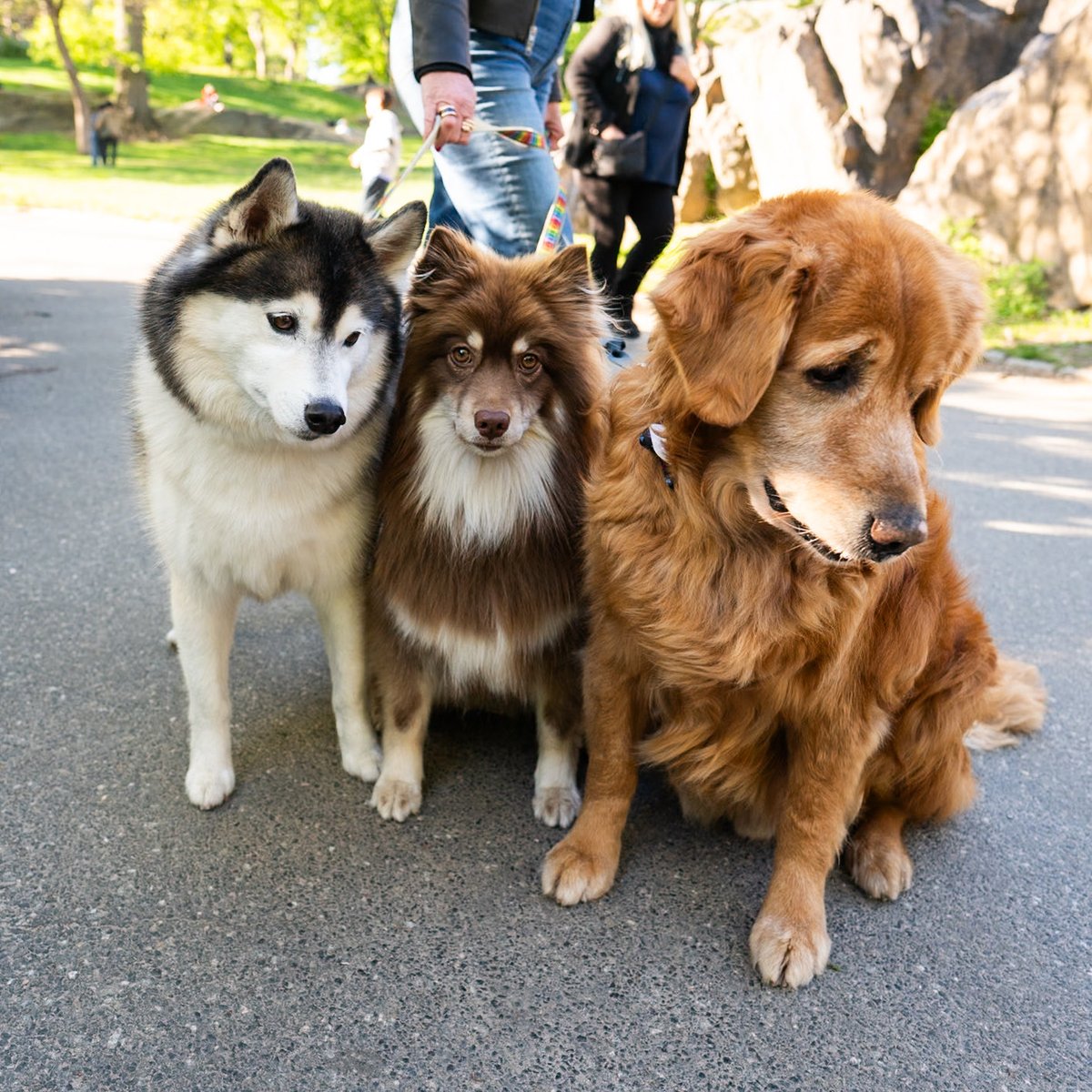 thedogist's tweet photo. Raoul, Mishka, &amp; Cosmo, Pomskies &amp; Golden Retriever, Central Park, New York, NY • ”Cosmo is picky. He doesn’t really like treats. Raoul and Mishka (the Pomskies) will eat apples and carrots if they’re around. Crunchy. Chicken and steak are their favorites.” https://t.co/BXEZofINHV