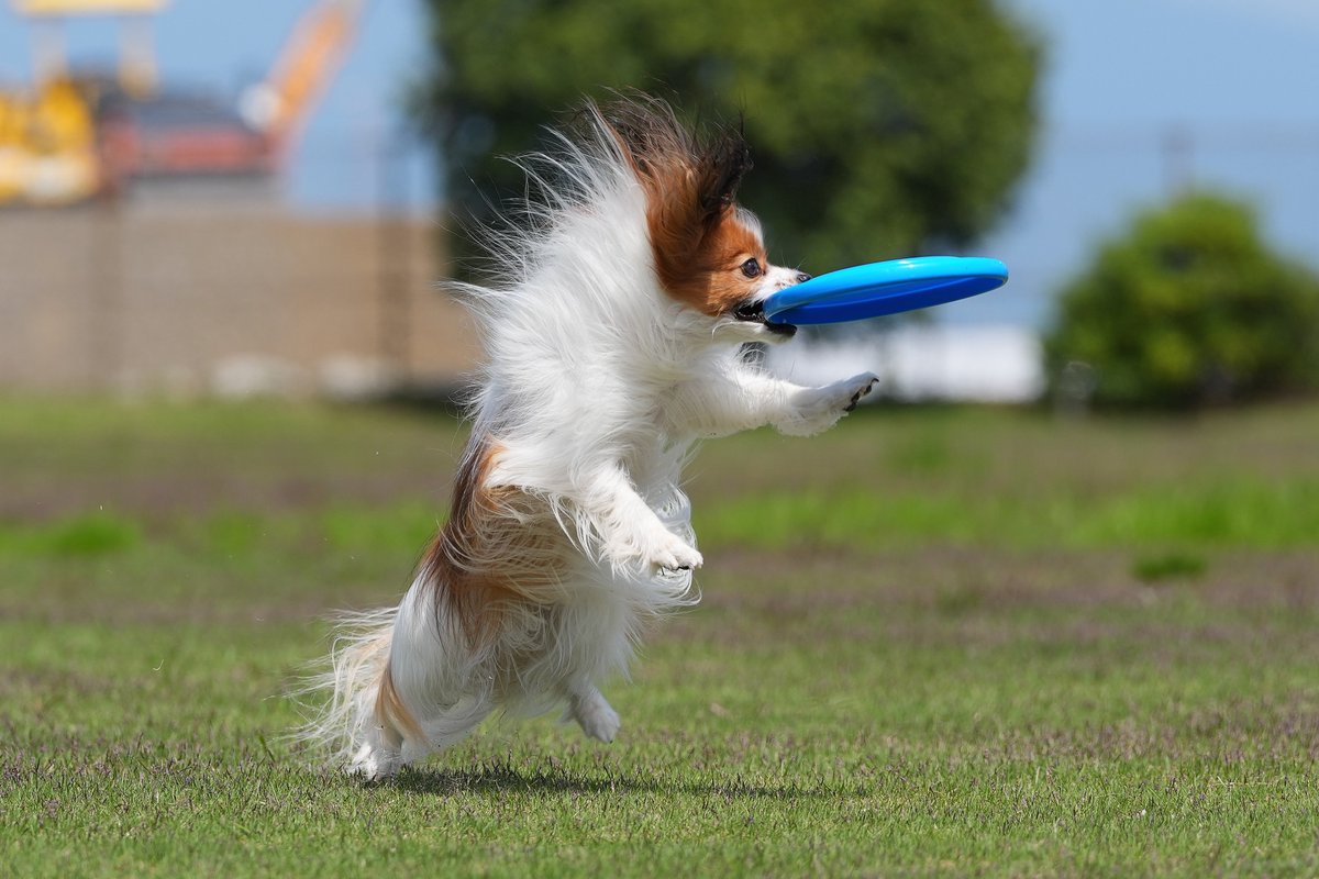 goddog10000's tweet photo. 【Disc遊び】
飛びつきミスったけどキャッチした🤩
SONY α1Ⅱ+70-200mm F2.8 GMⅡ
F4.5 SS 1/2000秒
#これソニーで撮りました #α1II #α1M2 #SEL2470GMII #SEL2470GM2
#70200gmII #望遠レンズ #GMレンズ #パピヨン #papillo #犬 
#ディスクドッグ #discdog #フリスビードッグ #frisbeedog #flyingdisc https://t.co/C8ZccPHLjp