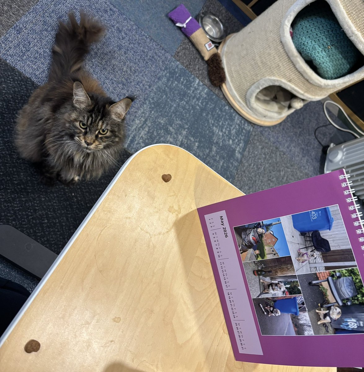 moggymainecoon's tweet photo. Look uncle @steelygreyste - we’ve finally got photos of the fabmewlous May page of our brilliant #randomshit calendar 😺 https://t.co/k7W2EazCjC