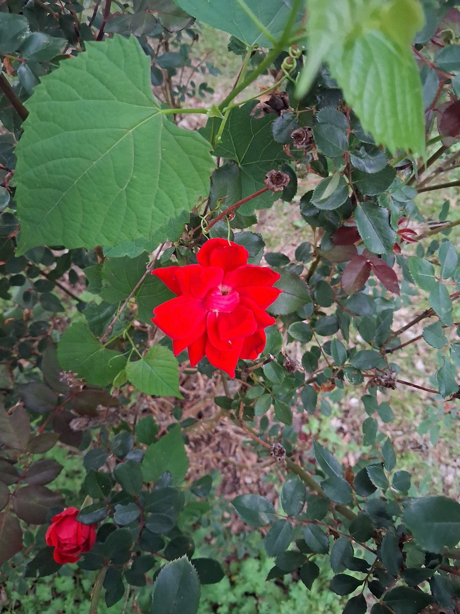 1a2o3n's tweet photo. @BigA7508 @ReidMatthew7 Yes totally agree with you there brother and I have 3 rose bushes https://t.co/N4aSgl68ER