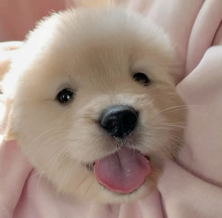 ชูชู ૮꒰ ᵕ ༝ ᵕ ꒱ა 𐙚 tweet media