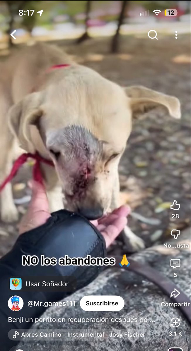Amigos,esta cuenta de YouTube se está robando los vídeos de nuestros rescatados.😩

¿Nos ayudan a denunciar?

youtube.com/shorts/edxxooa…