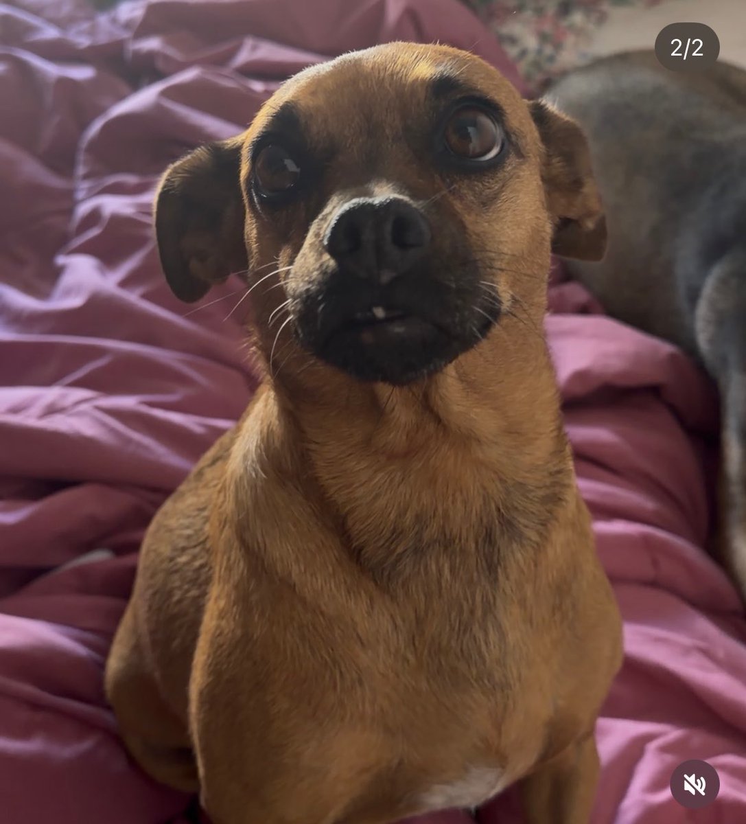 Só Deus sabe o ódio que eu sinto quando Thiago começa comer maçã do meu lado, parece um cavalo comendo