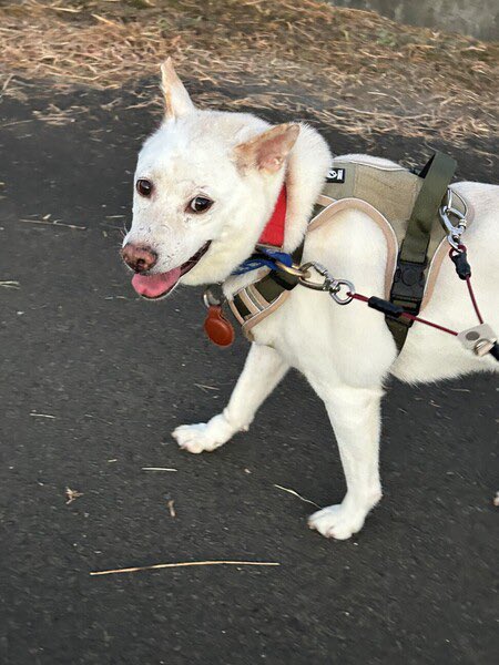 癒しのおじさん『武蔵』くん
推定9歳4ヶ月
♂ 京都府

8年もの間、野犬としてお外で過ごして来た子ですので人や物音が得意ではありません。預かりボランティアの家に入ると
人馴れはグングンと進み1週間でお散歩が上手に出来る様になりました
今ではへそ天してくれるまでになり
可愛さもたっぷりです。