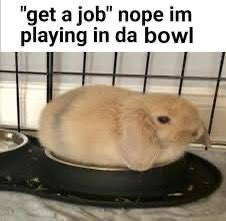 bunny tweet media