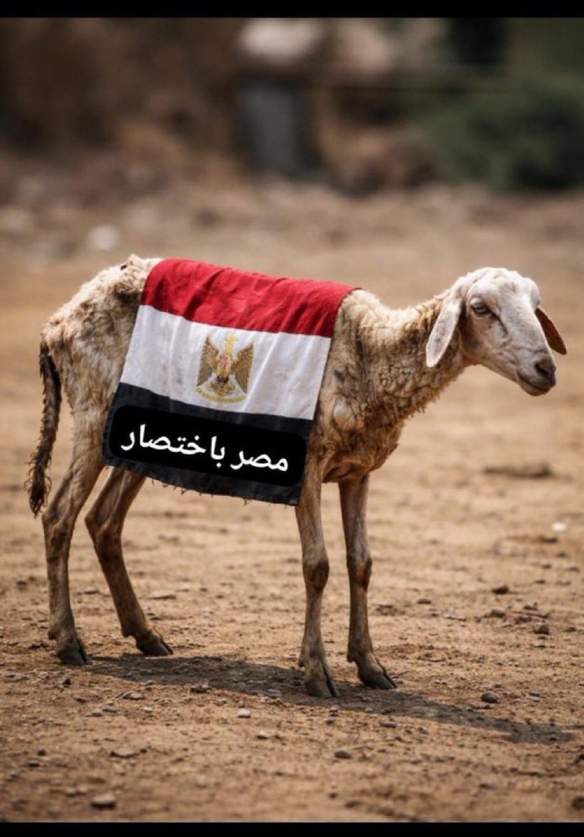مسرع بشويش tweet media