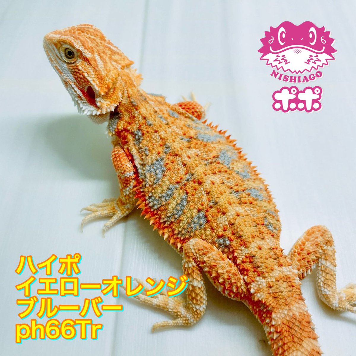 ポポのケージ (@poponocage) / Posts / X