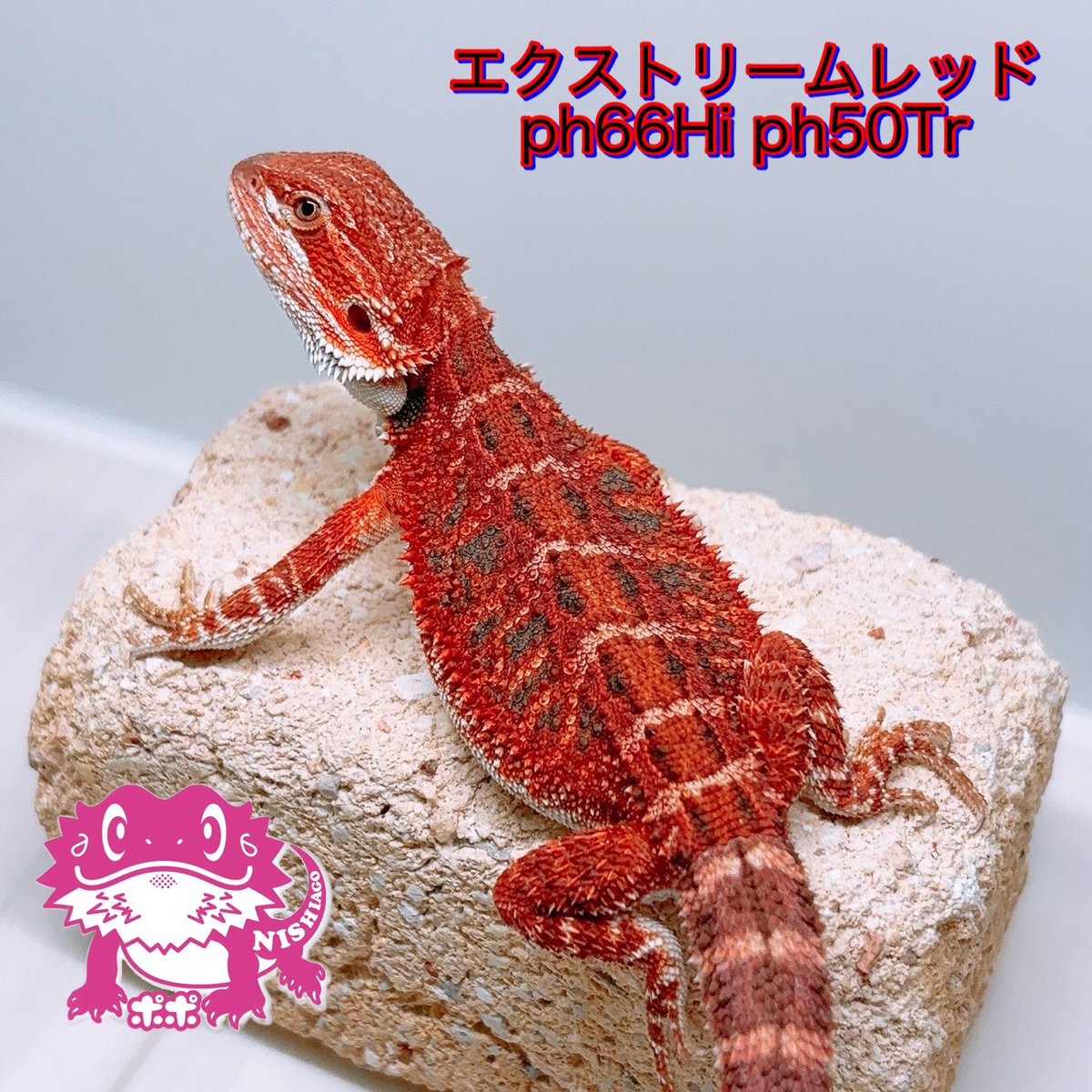 ポポのケージ (@poponocage) / Posts / X