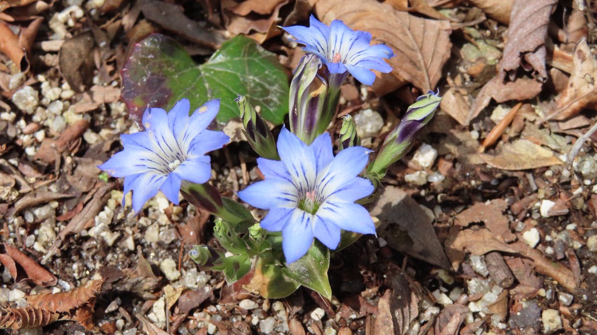 shigsak2's tweet photo. #滋賀県 と #三重県 の県境にある山ですごく快適な尾根歩き。花もたくさんで大満足。下山後に立ち寄った #伊藤酒造 で限定純米吟醸生原酒に出会いました。フルーティーな酸味とバランスの取れた甘味がバッチリ。
詳しくはブログにて。

https://t.co/3MCzwte3h1 https://t.co/vDY1I9D8Y5