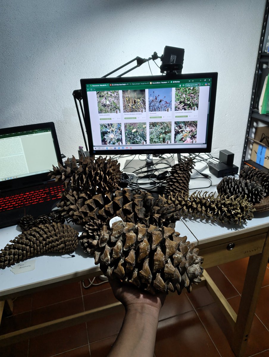 C_Ahuizotl's tweet photo. Si mañana andan por Azcapotzalco, daré una pequeña plática de pinos en FARO Xochicalli, al lado del metro Rosario.
Será pequeña, me enfocaré en los pinos que conozco y llevaré parte de mi colección de conos para que los conozcan de cerca.
Ojalá puedan darse una vuelta. https://t.co/ZiFvk7UWXO