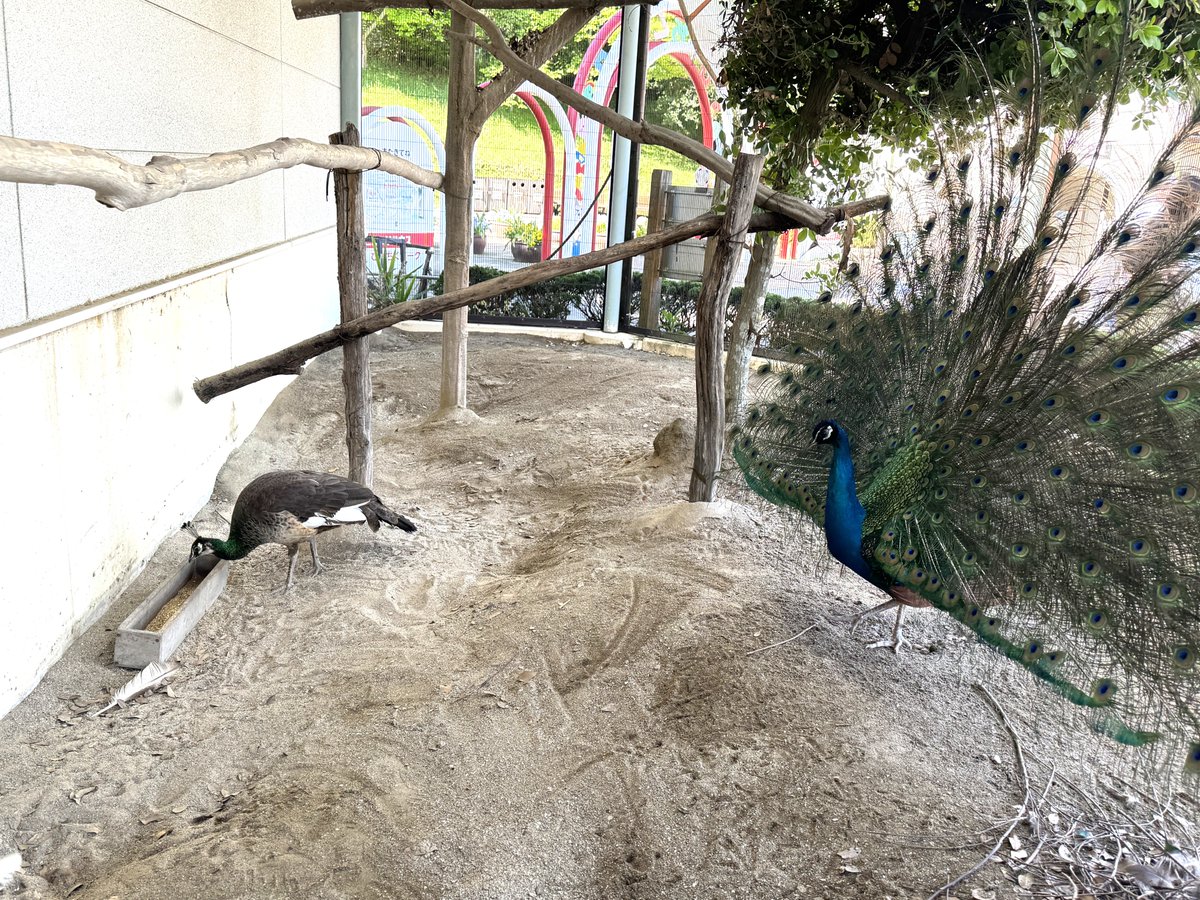 広島市安佐動物公園【公式】 tweet media