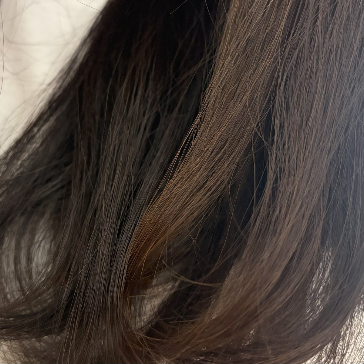 「自我出してすまんけど髪の色が外と内側で違う…!髪染めてないのに外側が茶色い、傷み」|🦈のイラスト