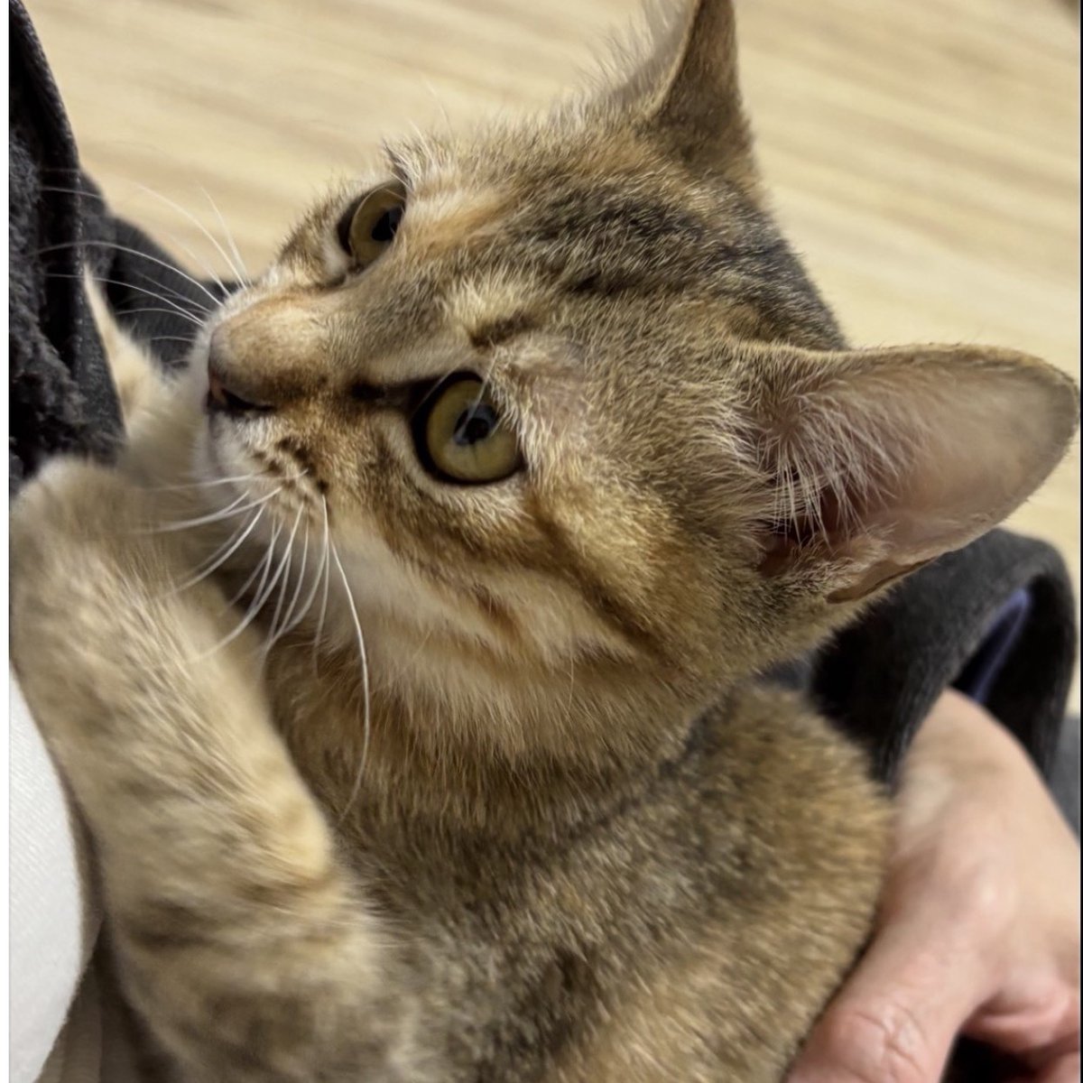 felissimonekobu's tweet photo. 【😺保護猫の譲渡会のお知らせ😺】  
5月17日（日）に神戸市須磨区「エスパスフェリシモ」にて、神戸猫ネットさまにフェリシモが会場を提供し、保護猫の譲渡会を開催します。39匹の猫さんが参加予定です。ぜひお越しください！
▽参加猫さん情報たっぷりの詳細はこちら
https://t.co/fFCGm0dZ4K https://t.co/ZZYlIiCncc