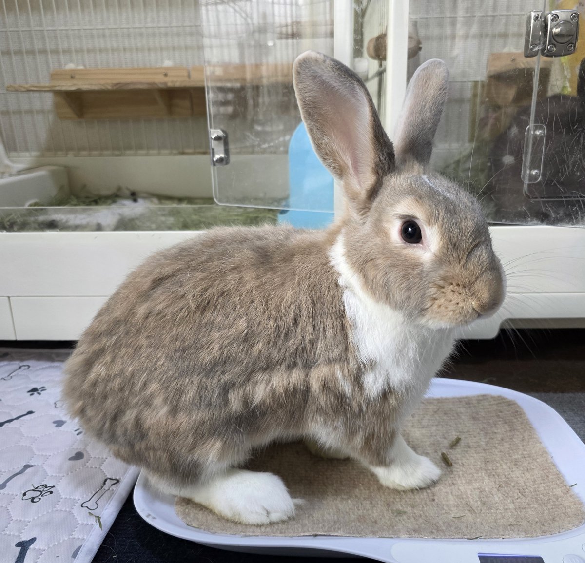こんにちは😊🐰🐰🐰🐰 #うさぎ