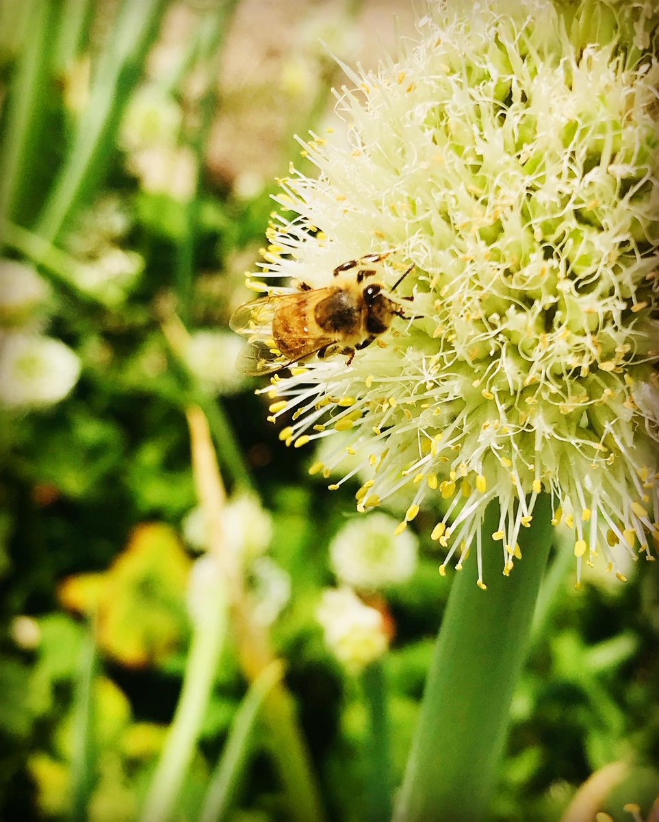 Setouchimyfarm's tweet photo. 世界の農業は、農薬への過度な依存を見直し、害虫の天敵となる多様な生物が生息できる環境を圃場に創出する手法が注目されている。

これは害虫の完全な「排除」ではなく、生態系のバランスを整えることで異常発生を「抑制」するアプローチである。

クモやテントウムシなどの土着天敵は、農薬や単一栽培によって減少する。

植物を混植して生物多様性を高めれば、複雑な食物網が構築され、害虫の増殖を天敵が早期に抑え込む自然の復元力が機能する。

また、天敵の隠れ家や代替の餌（花粉など）を確保するため、天敵を呼び寄せる「バンカープランツ」の植栽、作物を組み合わせる「コンパニオンプランツ」、適度に雑草を残す「草生栽培」などが有効である。

この環境保全型農業は、化学農薬の使用量を大幅に削減し、環境負荷の軽減や食の安全に直結する。さらに土壌環境も改善され、長期的には作物の品質向上や収量安定化をもたらす。

自然のメカニズムを巧みに利用するこのと手法は、持続可能な食料生産システムを構築する上で極めて重要である。

人類が農耕をはじめ6000年 

『農薬や化成肥料がないと栽培出来ない』という農業はたかだか70年弱

アメリカ EU 南米 オーストラリア他先進農業国家は本来の農業に戻りはじめている。

#自然農法 #土着天敵 #農薬 #化成肥料