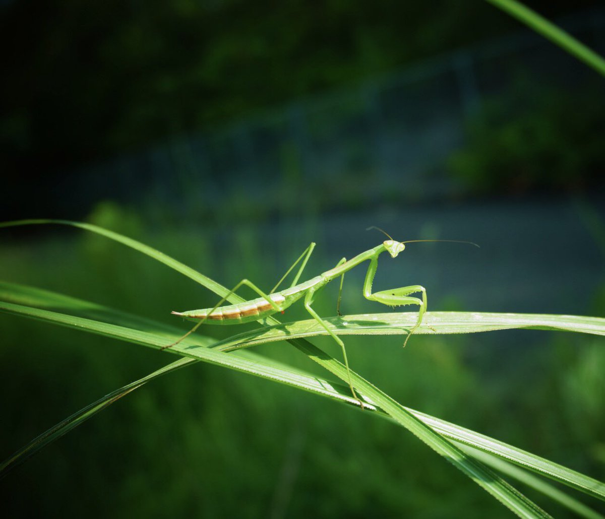 Setouchimyfarm's tweet photo. 世界の農業は、農薬への過度な依存を見直し、害虫の天敵となる多様な生物が生息できる環境を圃場に創出する手法が注目されている。

これは害虫の完全な「排除」ではなく、生態系のバランスを整えることで異常発生を「抑制」するアプローチである。

クモやテントウムシなどの土着天敵は、農薬や単一栽培によって減少する。

植物を混植して生物多様性を高めれば、複雑な食物網が構築され、害虫の増殖を天敵が早期に抑え込む自然の復元力が機能する。

また、天敵の隠れ家や代替の餌（花粉など）を確保するため、天敵を呼び寄せる「バンカープランツ」の植栽、作物を組み合わせる「コンパニオンプランツ」、適度に雑草を残す「草生栽培」などが有効である。

この環境保全型農業は、化学農薬の使用量を大幅に削減し、環境負荷の軽減や食の安全に直結する。さらに土壌環境も改善され、長期的には作物の品質向上や収量安定化をもたらす。

自然のメカニズムを巧みに利用するこのと手法は、持続可能な食料生産システムを構築する上で極めて重要である。

人類が農耕をはじめ6000年 

『農薬や化成肥料がないと栽培出来ない』という農業はたかだか70年弱

アメリカ EU 南米 オーストラリア他先進農業国家は本来の農業に戻りはじめている。

#自然農法 #土着天敵 #農薬 #化成肥料