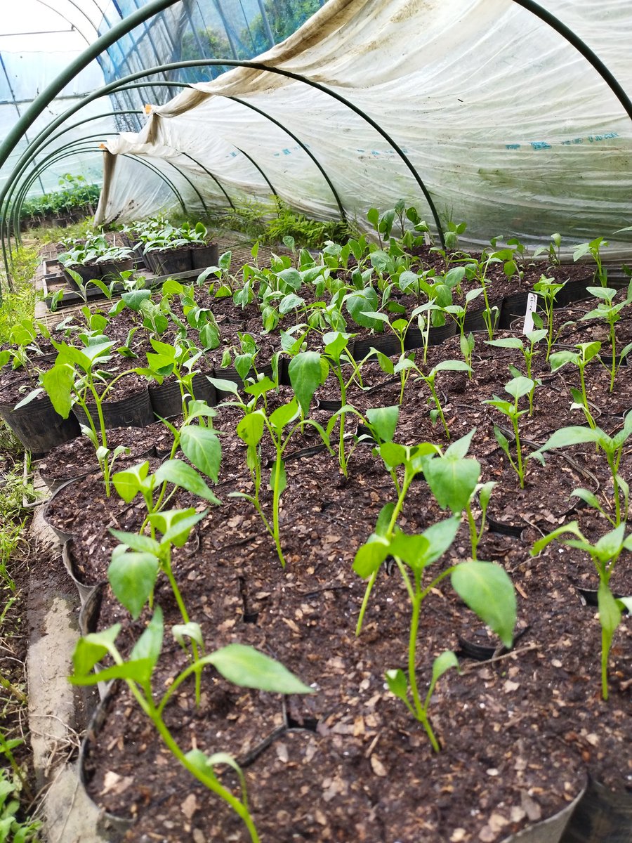 nanokazefarm's tweet photo. 見たい番組は一旦録画して見るので、世間のブームからはいつも乗り遅れます
#ラムネモンキー 面白かったです!!
中の人ドンピシャ世代。。

あ、本日より野菜セット定期便、今期の発送スタートですよ。種まきサポーターさん募集中！ https://t.co/T73eMpSBrG