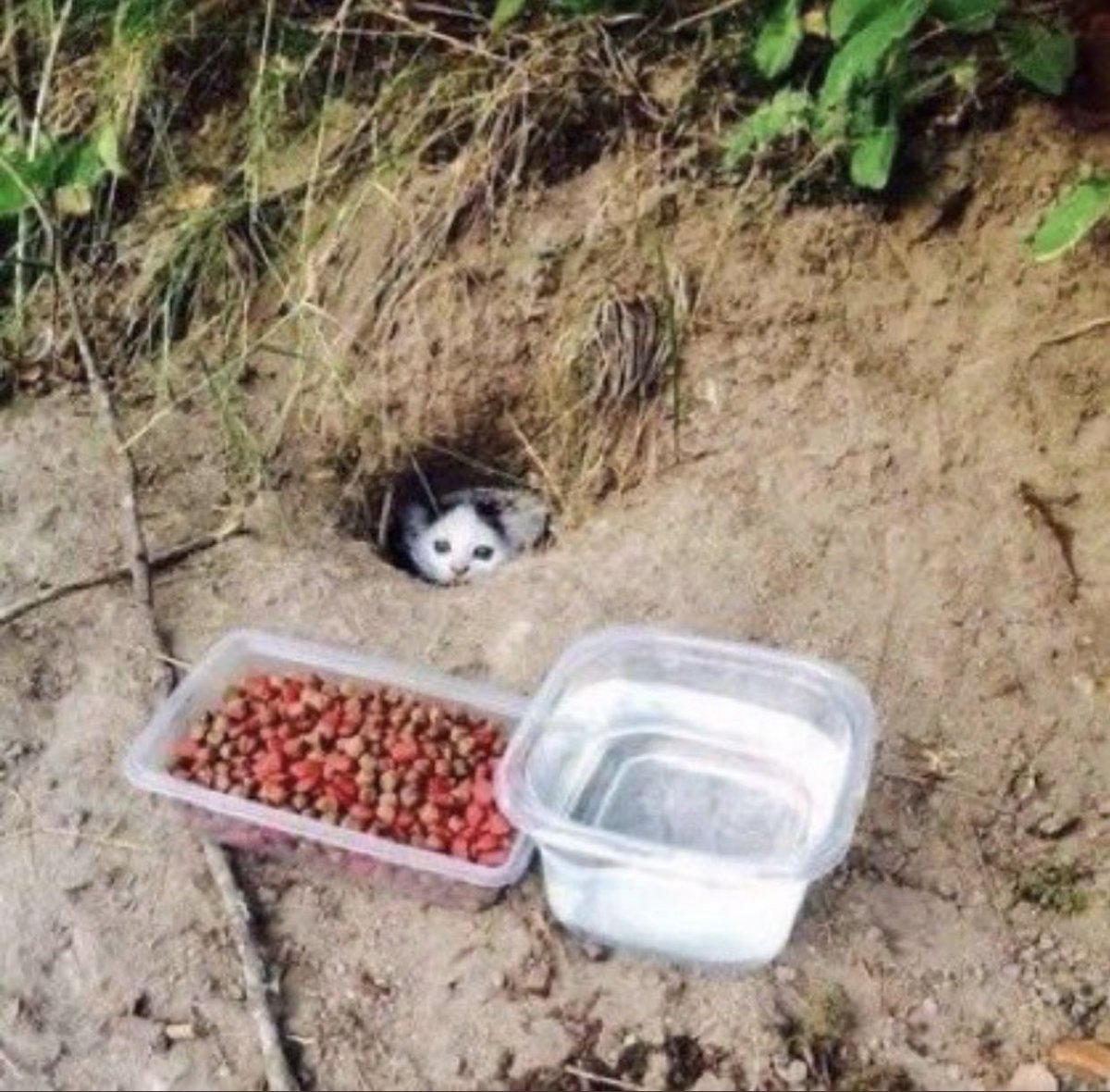 Cat is life ~猫は人生~ tweet media