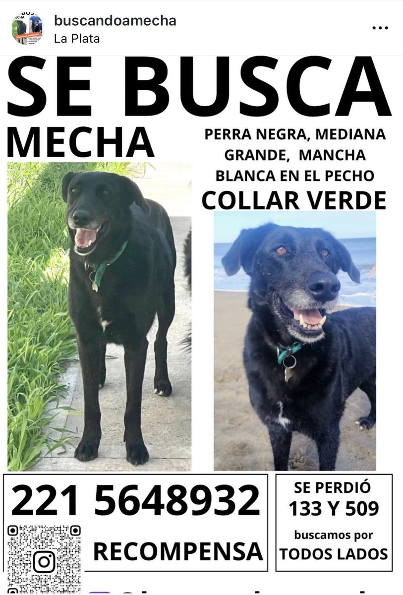 Por favor compartir 
Tiene collar verde