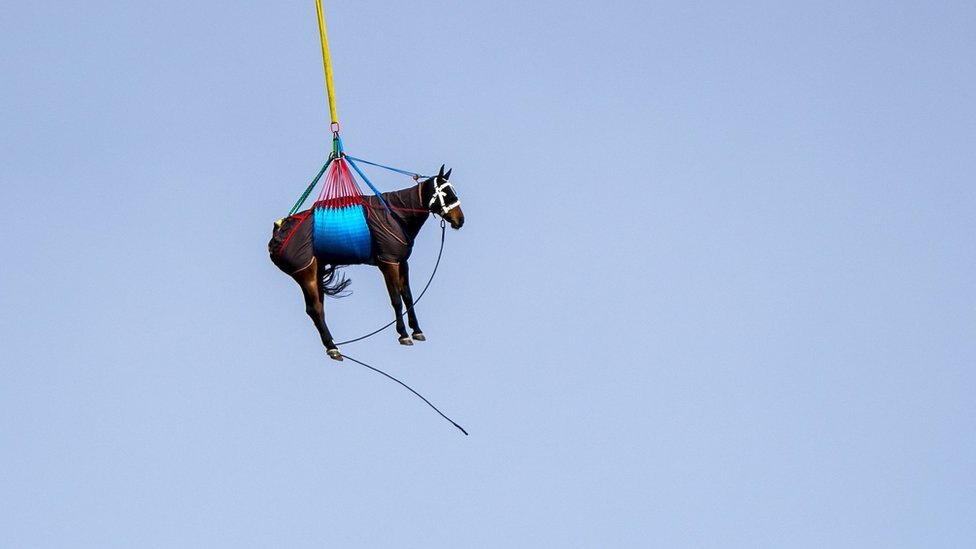 horse tweet media