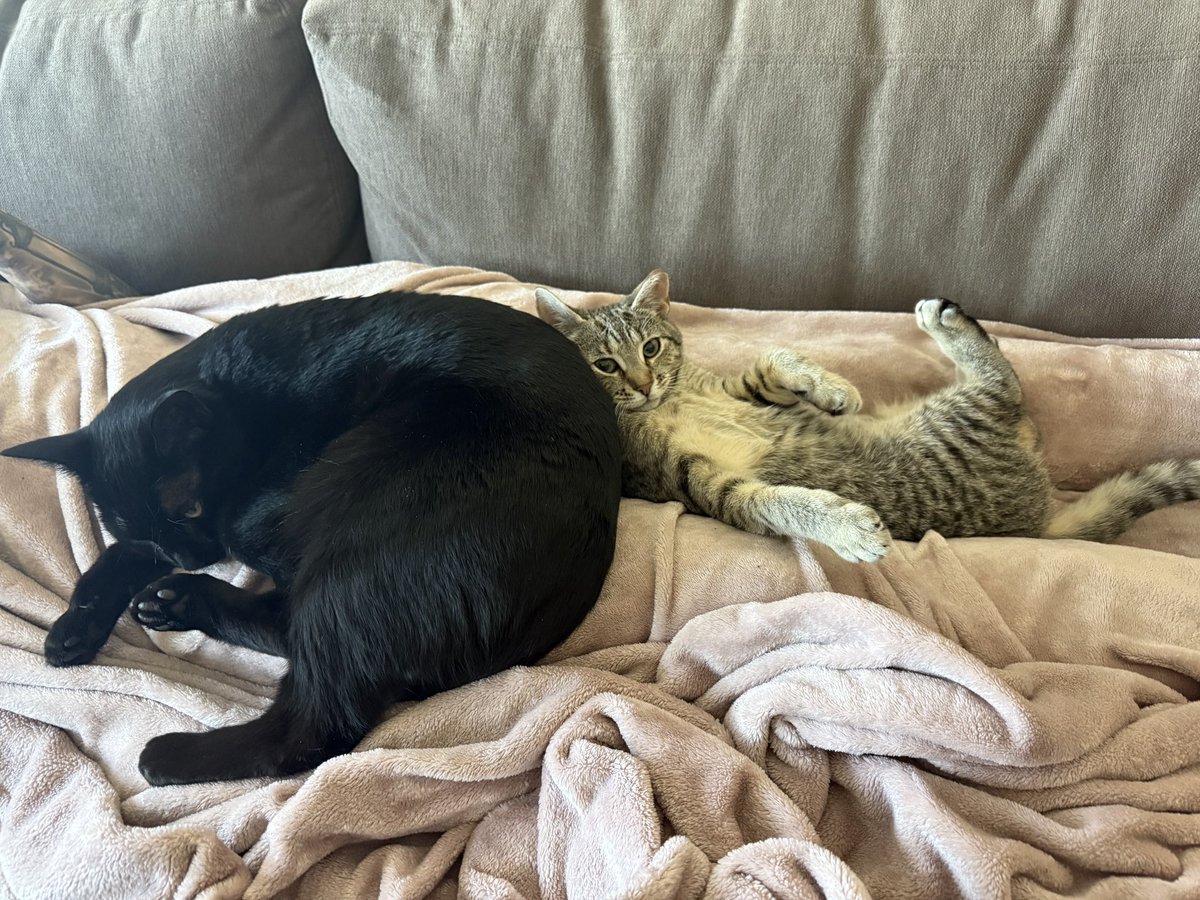 ProjectMEOW's tweet photo. Adopted: Hamantha 💕🐾

This sweet tabby girl has found her forever home! She’s settling in beautifully and already bonding with her new kitty sibling—full of zoomies, cuddles, and happy new beginnings. We’re so happy for you, Hamantha! https://t.co/7r6rAuC0Aj