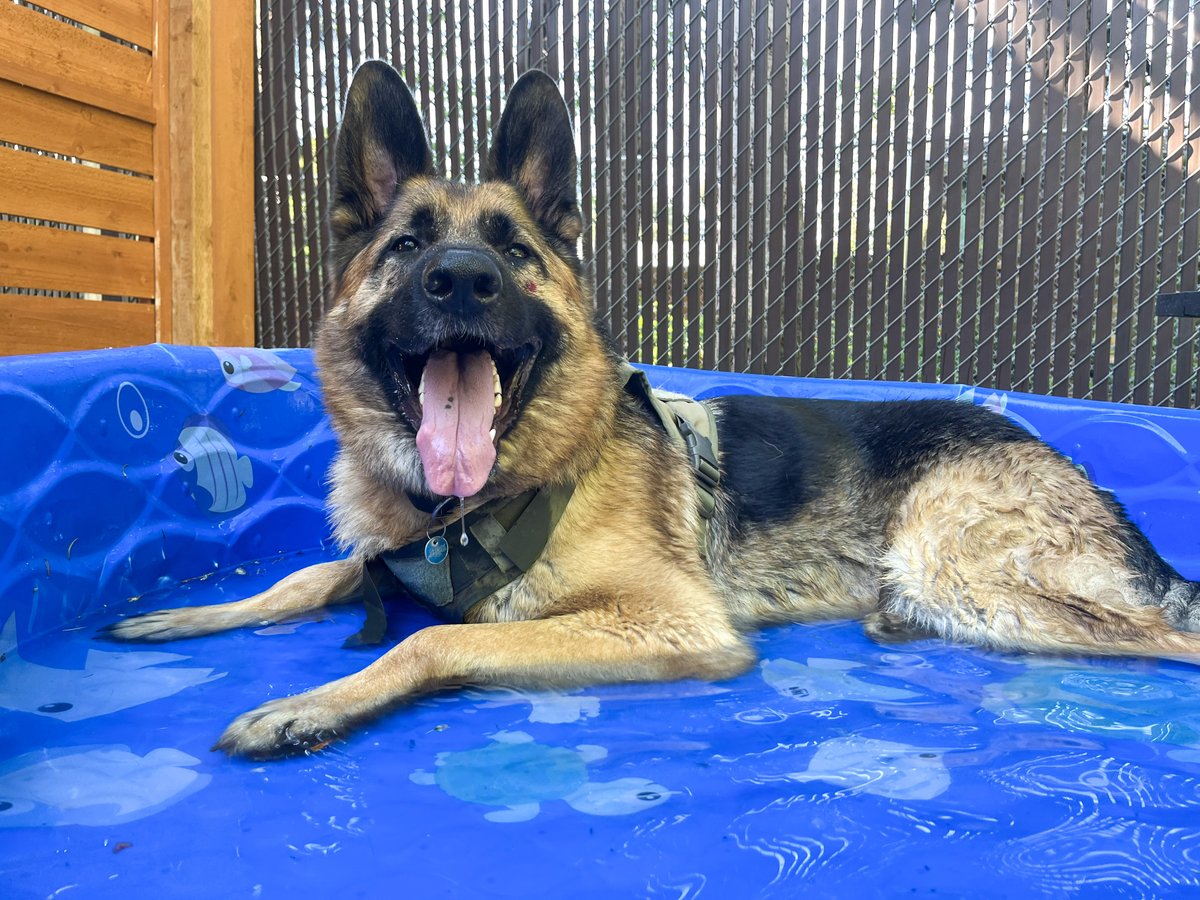 PAWS tweet media