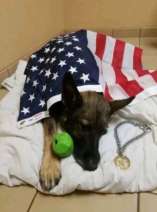malinois_Lovers tweet media
