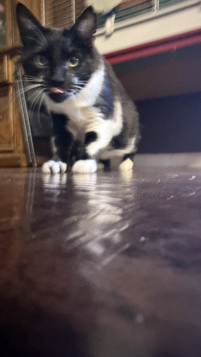 prayerdude's tweet photo. Felt cute… might delete later. #CatPic https://t.co/T2Patta34b