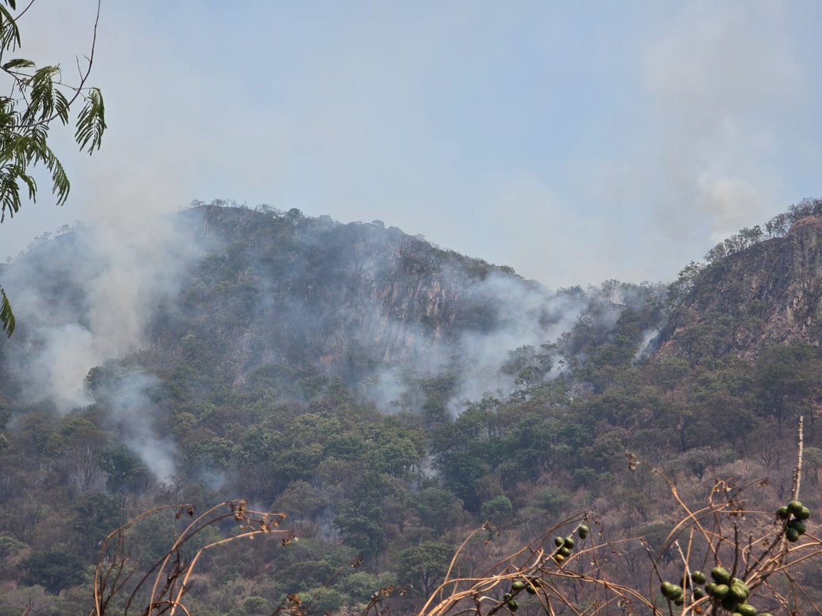 mxqnoticias's tweet photo. 🚒⚠️ Brigadistas de @Probosque_ , @CONAFOR, @GN_MEXICO_  y autoridades mantienen el combate al incendio forestal en “Piedra Grande”, #Luvianos. 

🌲🔥 En las labores participan 132 elementos para controlar el fuego.  

#MexiquenseNoticias https://t.co/JfYKvP7Ndd
