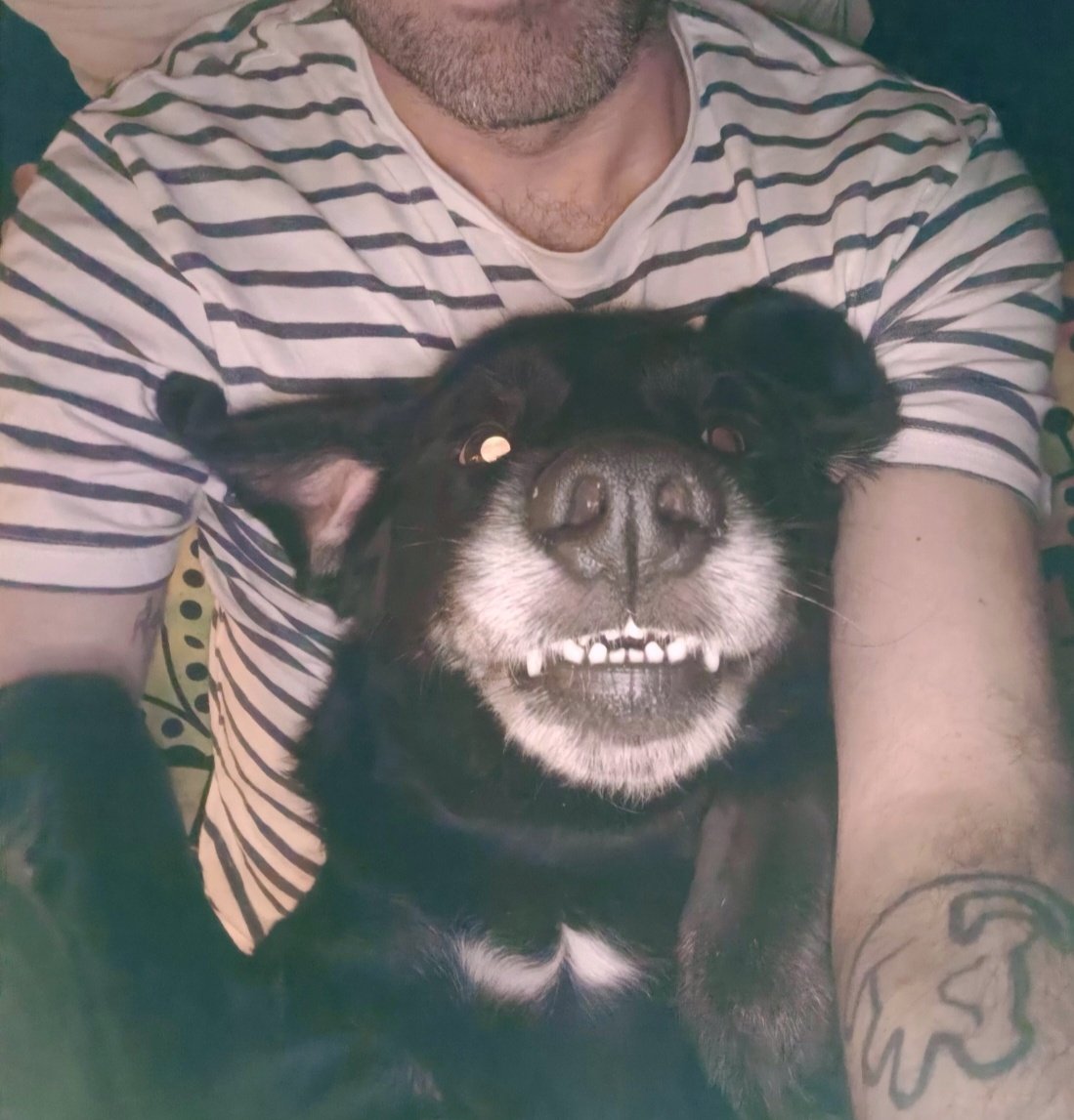 insomnxcguy's tweet photo. My little dude pass away this afternoon. I was with him until the end. He felt me, I kissed him, he smelled me, and he passed away peacefully in my arms. Aloha was my partner in crime. We'll meet again, my friend. https://t.co/IoicvI7Mll