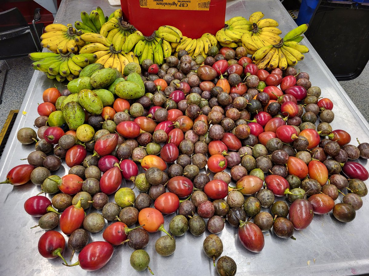 CBPChicago's tweet photo. At O’Hare’s Agriculture Secondary a traveler declared they had a plethora of fresh fruits: 250 passion fruits, 12 mangoes, 145 small bananas, and 81 tree tomatoes found in several checked suitcases. The U.S. citizen was returning from Rwanda. The items were seized and destroyed. https://t.co/a7PqkwTQlH