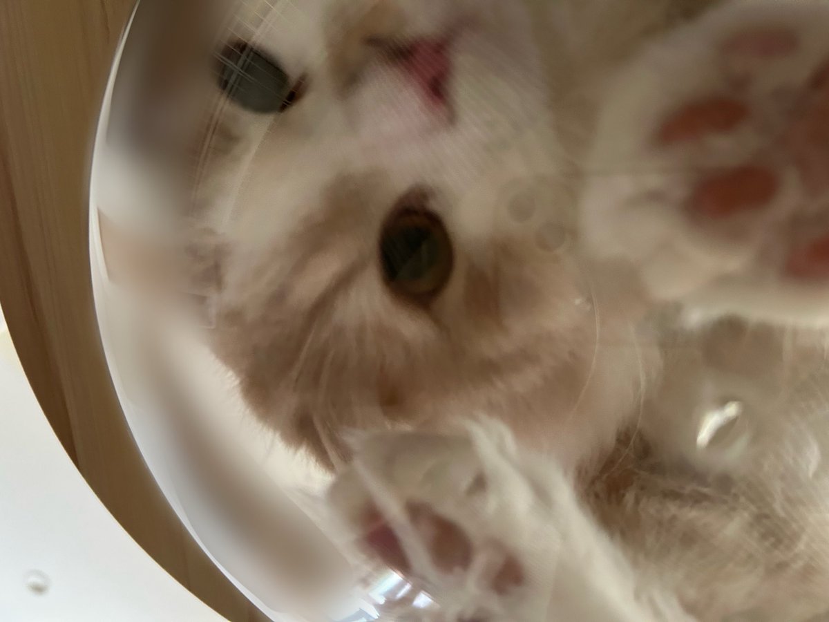 らいくん🐾໊ tweet media